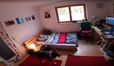 'Morty' se pasea por el cuarto de su dueño. 