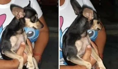 La perrita 'Mia'.