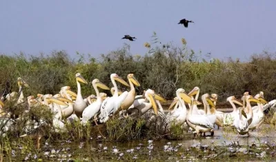 Parque Nacional de Aves de Djoudj.