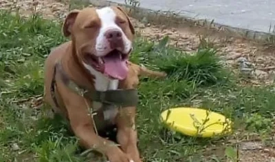 'Terry', el pitbull atacado.