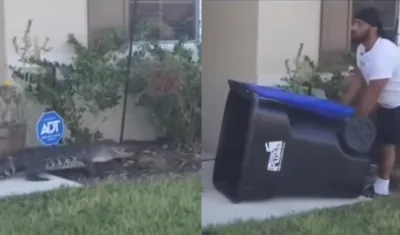Hombre intenta atrapar a un caimán con un cesto de basura. 