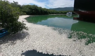 Miles de peces aparecieron muertos este sábado en el puerto de El Cayo de Barahona, República Dominicana.
