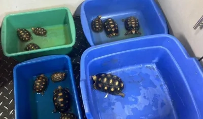 El procesado fue capturado en flagrancia con 11 tortugas morrocoy que, supuestamente, pretendía comercializar en Bogotá. 