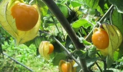 El mercado internacional de las uchuvas colombianas está en países como Países Bajos, Estados Unidos, Alemania, Canadá, Bélgica, Francia y Emiratos Árabes