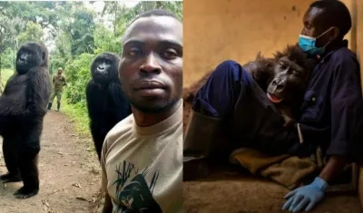 La gorila 'Ndakasi' y su cuidador André Bauman.