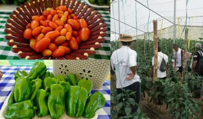 Agrosavia realizó trabajo de campo con los productores.