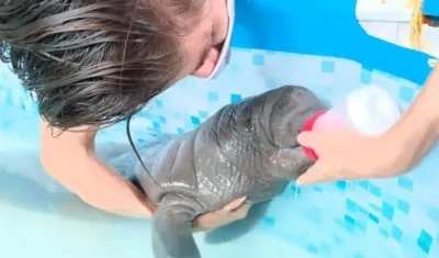 El manatí neonato rescatado en la Ciénaga Grande de Santa Marta. 