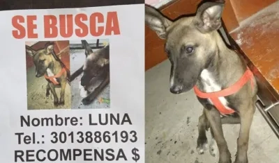 'Luna' es la mascota extraviada en el barrio El Edén.