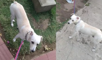 'Doggy' es el perrito que se encuentra perdido. 