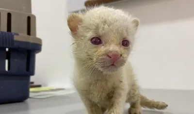 El felino fue rescatado en Amalfi, por las autoridades ambientales.