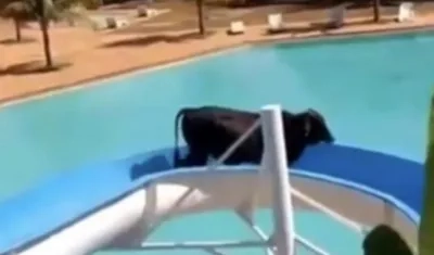 Vaca en el tobogán. 