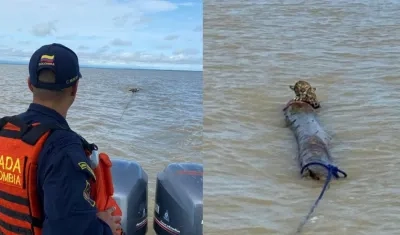 Jaguar rescatado por la Armada Nacional. 