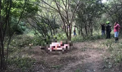 Restos de una de las vacas que fueron hallados. 