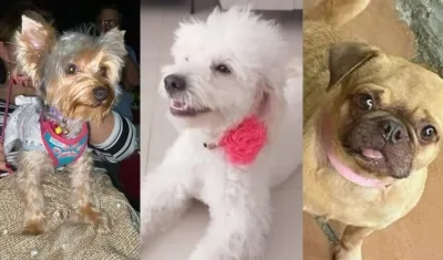 Mascotas perdidas en Barranquilla y Soledad.