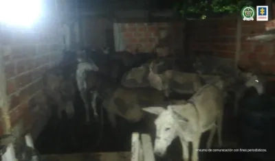 Burros y caballos hallados en una vivienda del barrio Rebolo. 