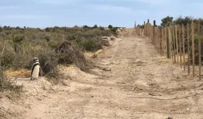 Un pingüino está a la izquierda y la cerca puesta a la derecha.
