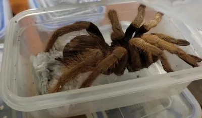 Una de las tarántulas.