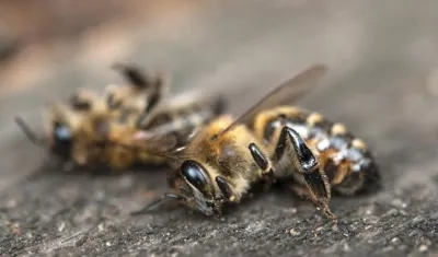 Abejas fallecidas. 