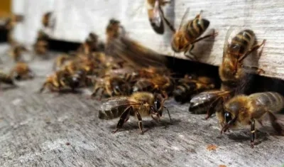 Abejas africanizadas. 