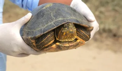 Una de las especies liberadas.