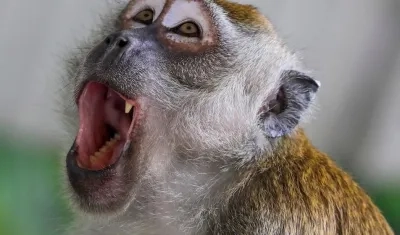 El equipo midió la reacciones de los monos.