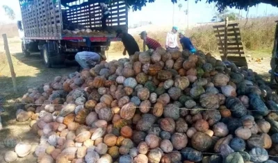 Campesinos lograron comercializar la auyama.