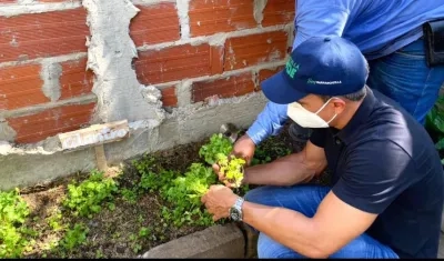 El Director de Barranquilla Verde, Henry Càceres, durante la recolección de la cosecha.