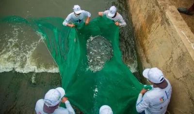 Actividades dentro del 'Plan Pescao'.