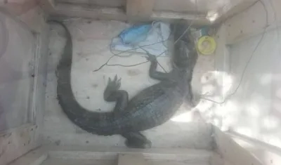 La babilla fue encerrada en una caja de madera para evitar un ataque. 