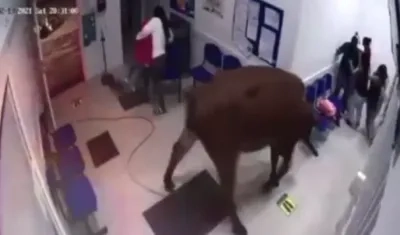 La vaca en el hospital.