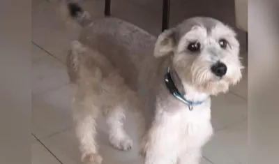 'Spike', mascota extraviada.