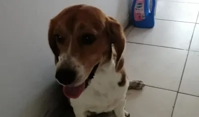 Este es el perro.