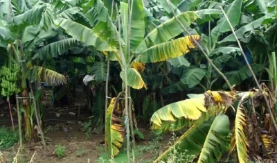 El hongo Fusarium que ataca las plantaciones de banano.