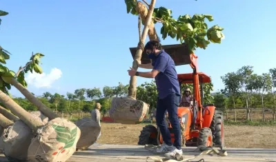 El Alcalde Jaime Pumarejo presidiendo jornada de arborización.