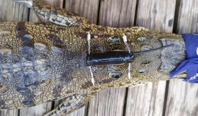 Caimán Aguja con monitores instalados en el Paruque Tayrona.