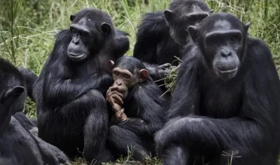 Investigación se llevó a cabo en cinco grupos de chimpancés.