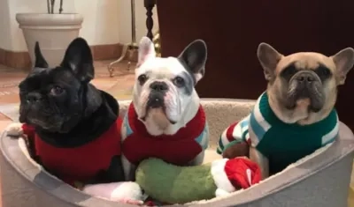 Dos de estos perros fueron robados y devueltos, posteriormente.