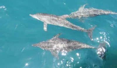 Imagen de los delfines.