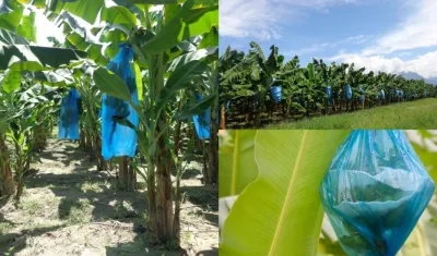 El proyecto AHoRA, significa precipitación-agua (A) hojas (Ho) y racimos (Ra).