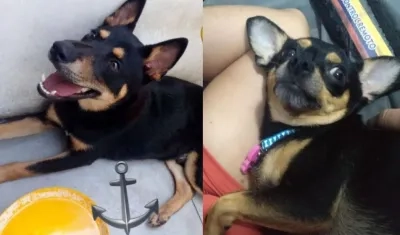 'Jake' (lado izquierdo) desaparecido en el barrio Santa Helena y la otra perrita extraviada en el barrio El Manantial de Soledad.