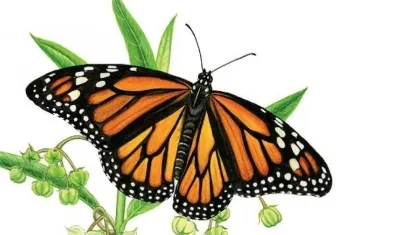 "Qué vivan las mariposas, un tesoro natural de Colombia" es la exposición en Santa Marta.