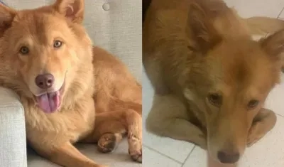 Dos fotos de 'Chase', la mascota extraviada en el barrio El Manantial de Soledad.