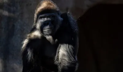 Grandes simios recibieron una vacuna contra el Covid-19.