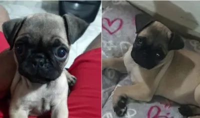Esta es la cachorro pug desaparecida en el barrio Simón Bolívar.