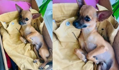 'Pool', el perrito robado. 