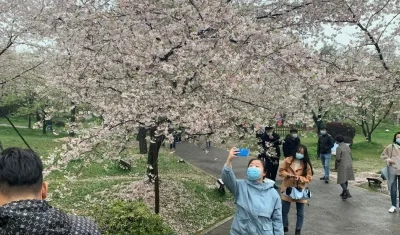 Wuhan puede celebrar de nuevo su festival de los cerezos en flor.