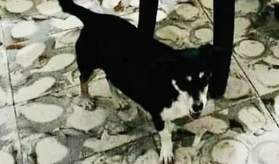 La perrita 'Estrellita'.