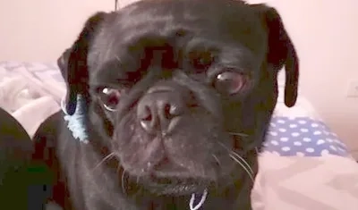 'Negrita', mascota extraviada en la Ciudadela 20 de Julio.