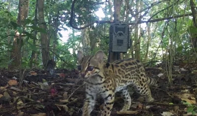 Cámara trampa en el Santuario de Flora y Fauna Los Colorados.