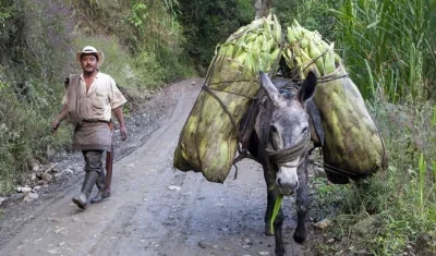 El campo colombiano ha sido afectado.